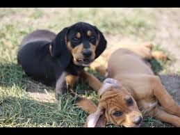 In good weight at 65 lbs, she needs a gentle family to make…. 8 Week Old Redbone Black Tan Coonhound Puppies Several Available Youtube