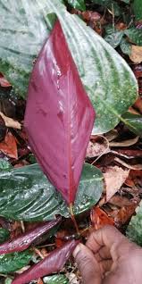 Image result for Marantochloa