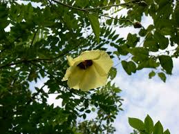 Image result for Thespesia garckeana