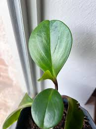 Image result for Mohria vestita