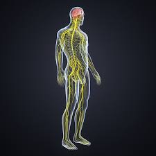 Find & download free graphic resources for nervous system. Brain Nervous 3d Model Human Nervous System Human Brain Anatomy Real Human Skull