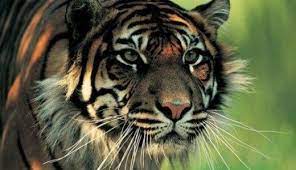 Dengan hanya menatap mata, konon isi hati seseorang terungkap. Benarkah Manusia Harimau Ada Di Dunia Nyata