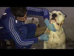 Dogo Arjantin Kopek Yarasi Iltihap Odem Apse Tedavisi Youtube