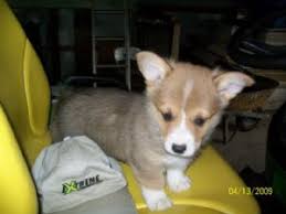 These pembroke welsh corgi puppies are friendly & energetic. Pembroke Welsh Corgi Puppies For Sale