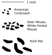 A distribution map and a timeline with a list of recent updates can be found below the table. Hantavirus Risk Maps