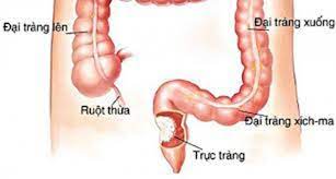 Địa chỉ xem bóng đá tìm kiếm trận đấu bóng đá đang phát dễ dàng, nhanh chóng. Trá»±c Trang La Gi Náº±m á»Ÿ Ä'au Cáº¥u Táº¡o Va Chá»©c NÄƒng