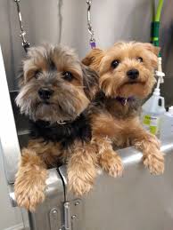 If dirty paws are your troubles. Gentle Paws Pet Grooming Appleton Wi