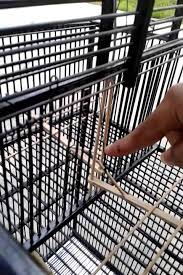 Di sini kami mempraktekan cara membuat perangkap udang yang sederhana, dan tutorial!!! Gambar Kandang Jebakan Burung Tentang Kolam Kandang Ternak