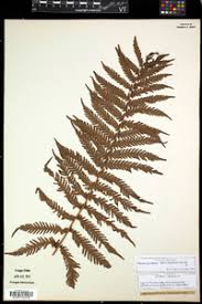 Image result for Pseudocyclosorus