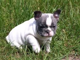 We do not ever ship as cargo, zero exceptions. Litter Of 4 French Bulldog Puppies For Sale In China Spring Tx Adn 28647 On Puppyfinder Com Ge French Bulldog French Bulldog Puppies Bulldog Puppies For Sale