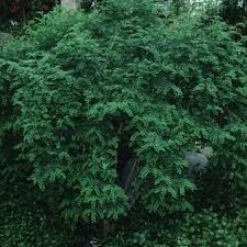 Image result for Indigofera ingrata