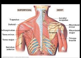 This movement pulls the scapula back towards the rib cage. Scapula Muscle Anatomy Anatomy Drawing Diagram