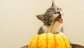 Butternut squash is one of the most common varieties of winter squash. Can Cats Eat Squash 5 Important Benefits
