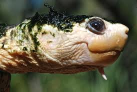 Image result for Tristachya lualabaensis