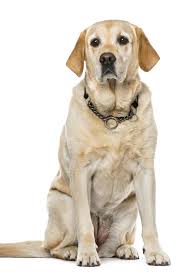 Labrador Retriever Sitting Isolated On White 7 Years Old Labradorretriever Labrador Retriever Golden Retriever Labrador Labrador