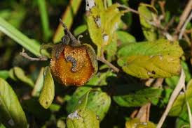Image result for Diospyros sp. no. 1 sensu FZ