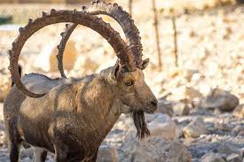 Named for its resemblance to a goat's beard. Here Is A List Of 10 Extremely Good Goat Beards Modern Farmer