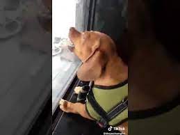osuran maymun monos divertidos humor de perros perros
