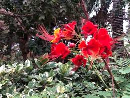 Image result for Caesalpinia rubra
