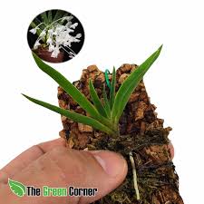 Image result for Podangis dactyloceras