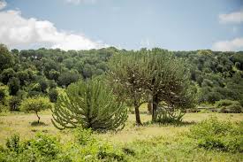You will note that cacti do not have leaves like most plants which reduces the surface area and subsequent moisture loss. Grete S Travels