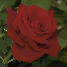 A rude way of telling someone that you are annoyed with them and want them to go away or be…. Drop Dead Red Floribunda Rose