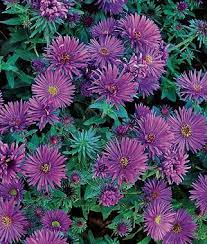 Purple Dome Aster Seeds And Plants Perennnial Flowers At Burpee Com Flowers Perennials Purple Plants Flower Seeds