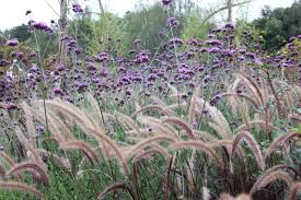 Lampenputzer Und Verbene Garten Naturgarten Garten Ideen