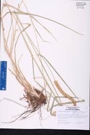 Image result for Setaria sphacelata