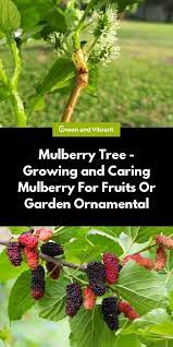 Find the best restaurants around mulberry, fl. Mulberry Trees Buying Growing Guide Trees Com Mulberry Fruit Mulberry Tree Growing Tree
