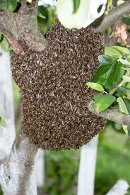 Bee and beehive removal prices. Bee Removal