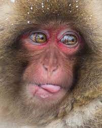 Macaque Portrait Of A Young Japanese Macaque In Jigokudani Japan Mogens Trolle Japanese Macaque Macaque Snow Monkey