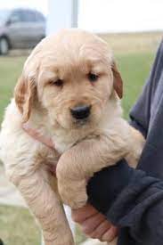 Puppies For Sale Buckeye Puppies Border Collie Mix Puppies For Sale Greenfield Puppies Facts You Golden Retriever Mix Puppies Golden Retriever Retriever Mix