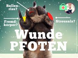 Wunde Pfoten Ballenverletzungen Beim Hund Dognet De Hunde Pfoten Hundepfoten