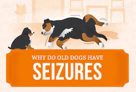 Why Do Old Dogs Have Seizures Canna Pet