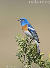 Image result for Passerina montana