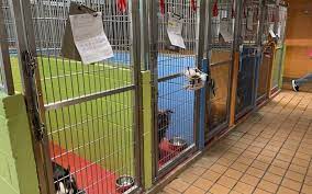 Momdad say it protect luna. Your Ultimate Guide To Successful Pet Boarding Union Lake Pet Services