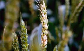 C'est chez lui une maladie. Maladie Du Ble Maladies Des Cereales Maladie Cryptogamique Du Ble Syngenta