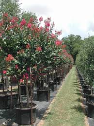 6191 highway blvd ste 109, katy (tx), 77494, united states. Bill Bownds Nursery Trees And Tree Installation Home Houston Live Oaks Holly Trees And More
