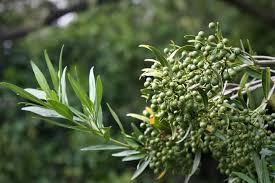 Image result for Pavetta sp. I