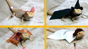 Whether you wear women's clothing or men's clothing you'll find the original artwork that's perfect for you. Bearded Dragon Tries On Costumes Youtube