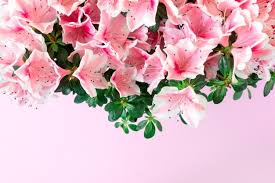 Azaleas are flowers that grow on bushes belonging to the class of plants called rhododendrons, which consist of a variety of trees and shrubs. Premium Photo Red Azalea Blooming On Tree Thailand