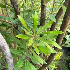 Image result for Boscia integrifolia