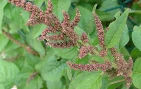 Image result for Amaranthus deflexus