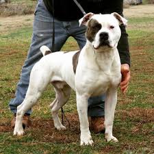 With french bulldogs from amberbull. What Is The Best Advice You Can Give To A New Owner Of An English Bulldog Quora