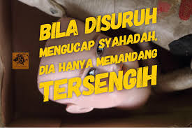 Rasuk Melati Fiksyen Shasha