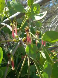 Image result for Tapinanthus oleifolius