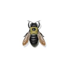The male carpenter bees have the responsibility to protect the nest and their female counterparts take care of the food for larvae. Carpenter Bee Identification Habits Behavior Ehrlich Pest Control
