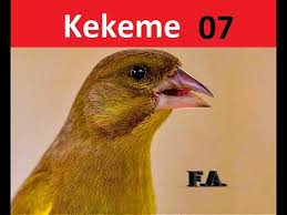 Flurya Kekeme 07 Suru Sesi Huylandirma Flurya Florya Canto Verderon Flwros Greenfinch Youtube