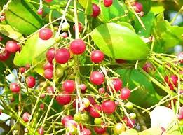 Image result for Salvadora persica